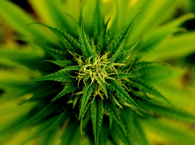 Marihuana medyczna – czy jest bezpieczna?