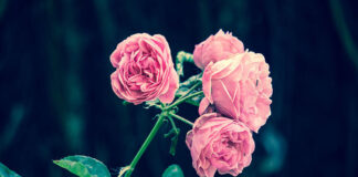 3 najważniejsze zasady pielęgnacji krzewów różanych