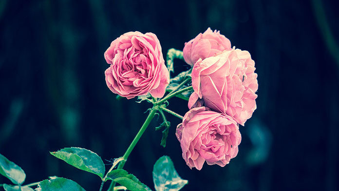 3 najważniejsze zasady pielęgnacji krzewów różanych