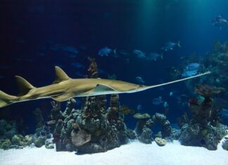 Ile oleju bierze piła spalinowa? Ile oleju bierze piła spalinowa?