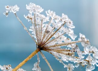 Czy barszcz czerwony podnosi cukier?