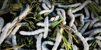 Skąd pochodzi Morwa biała?