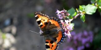 Ile majeranku na kilogram mięsa na kiełbasę?