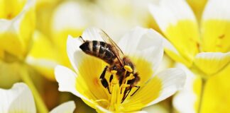 Czy jajecznica jest lekko strawna?