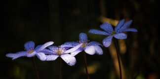 Jak oczyścić wątrobę i trzustkę?