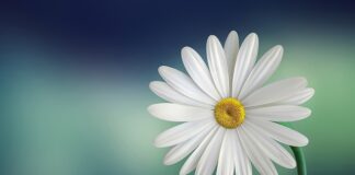 Jak zrobić białą kiełbasę?