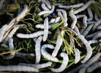 Czy morwa biała uspokaja? Czy morwa biała uspokaja?