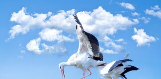 Ile kosztuje 0 5 bociana?