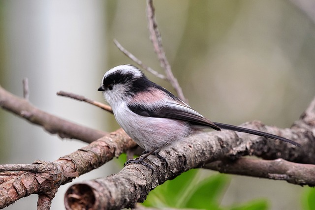 Czy 1 energetyk szkodzi? Czy 1 energetyk szkodzi?
