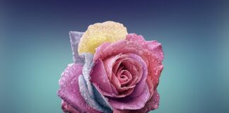 Co lepsze płatki owsiane czy ryżowe?